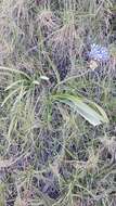 Image of Agapanthus praecox subsp. orientalis (F. M. Leight.) F. M. Leight.