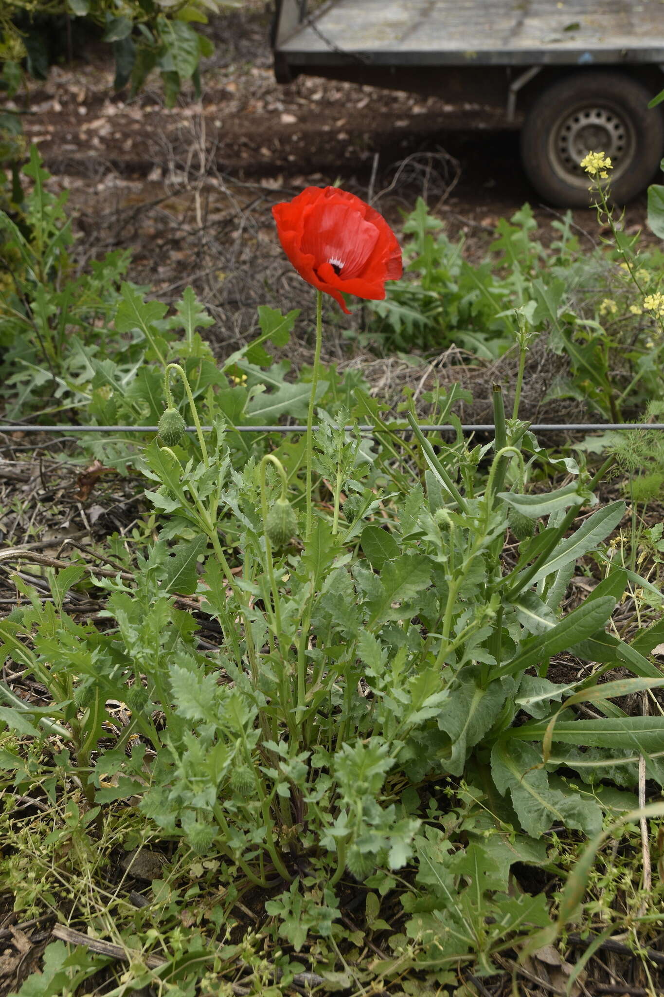 Imagem de Papaver umbonatum Boiss.