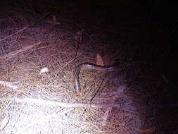 Image of Rotund Blind Snake