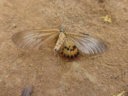 Acraea ranavalona Boisduval 1833的圖片