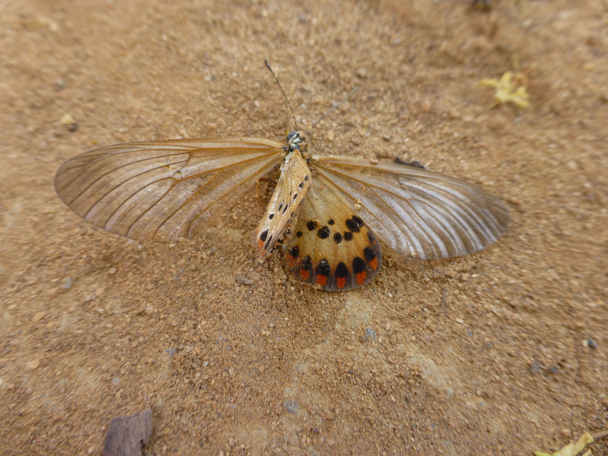 Acraea ranavalona Boisduval 1833的圖片