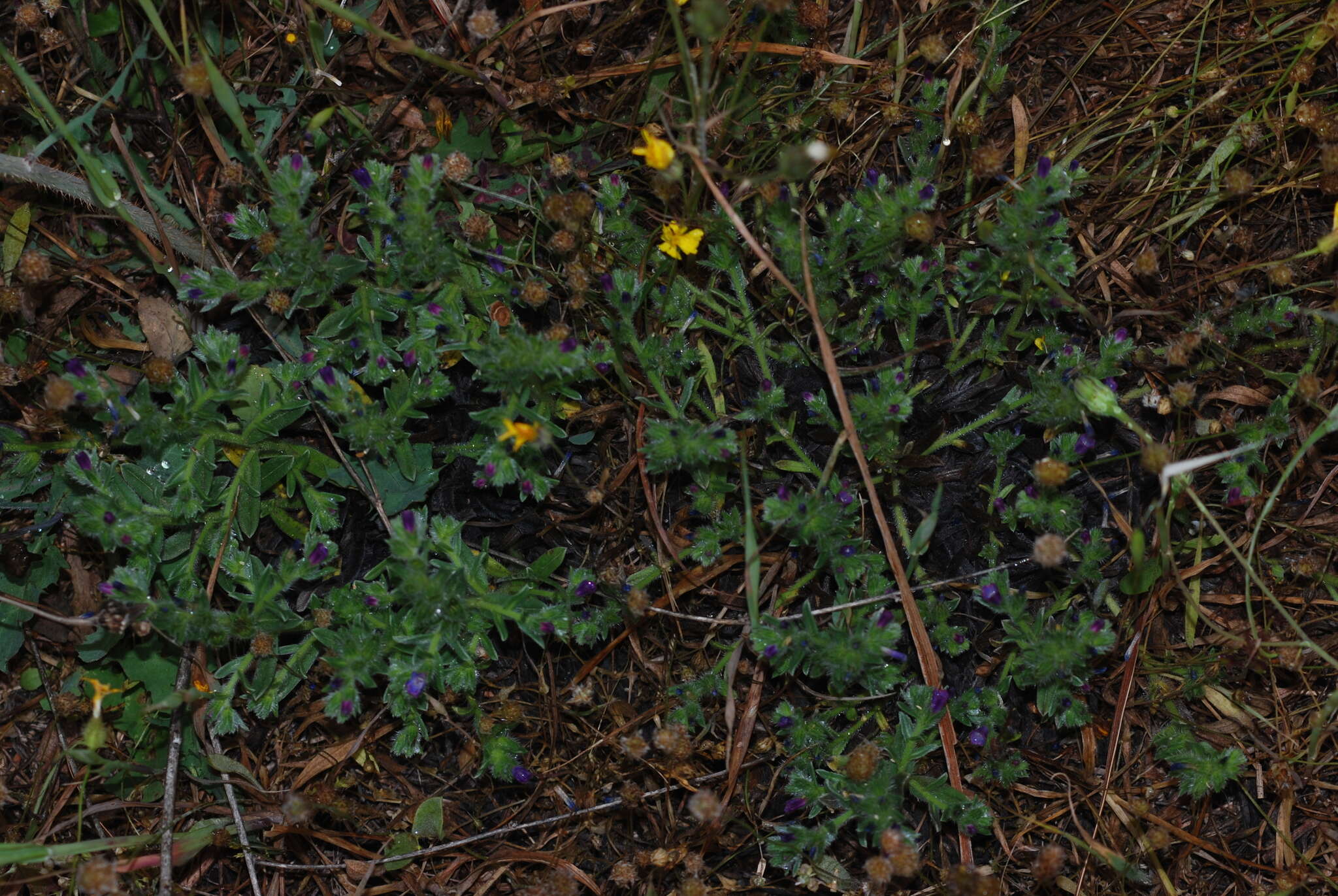 Image of Echium arenarium Guss.