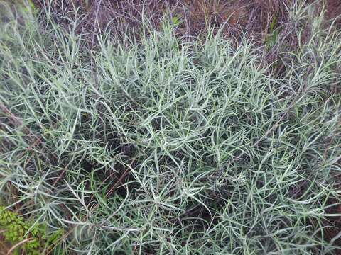 Plancia ëd Helichrysum chrysargyrum Moeser