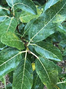 Image of Ficus opposita Miq.