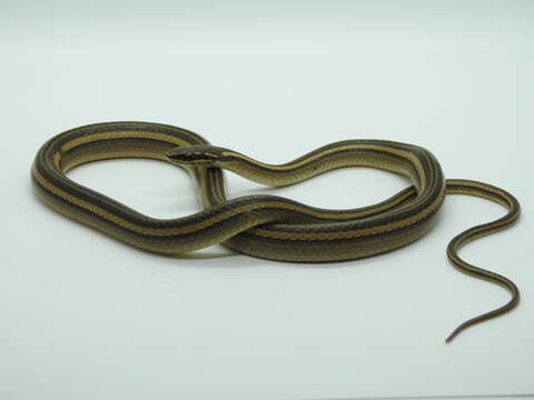 Image of Nuevo Leon Graceful Brown Snake