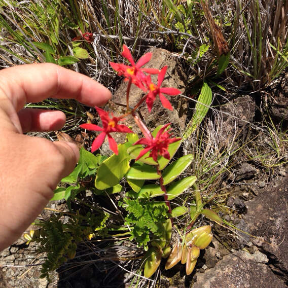 Plancia ëd Epidendrum obrienianum Rolfe