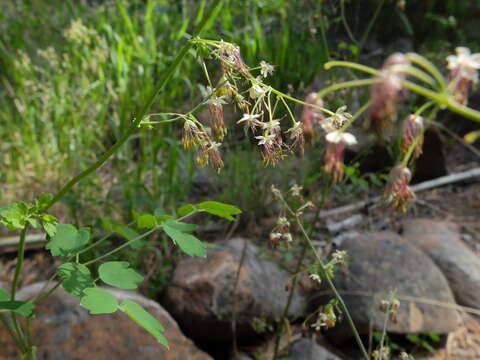 Image of Fendler's meadow-rue