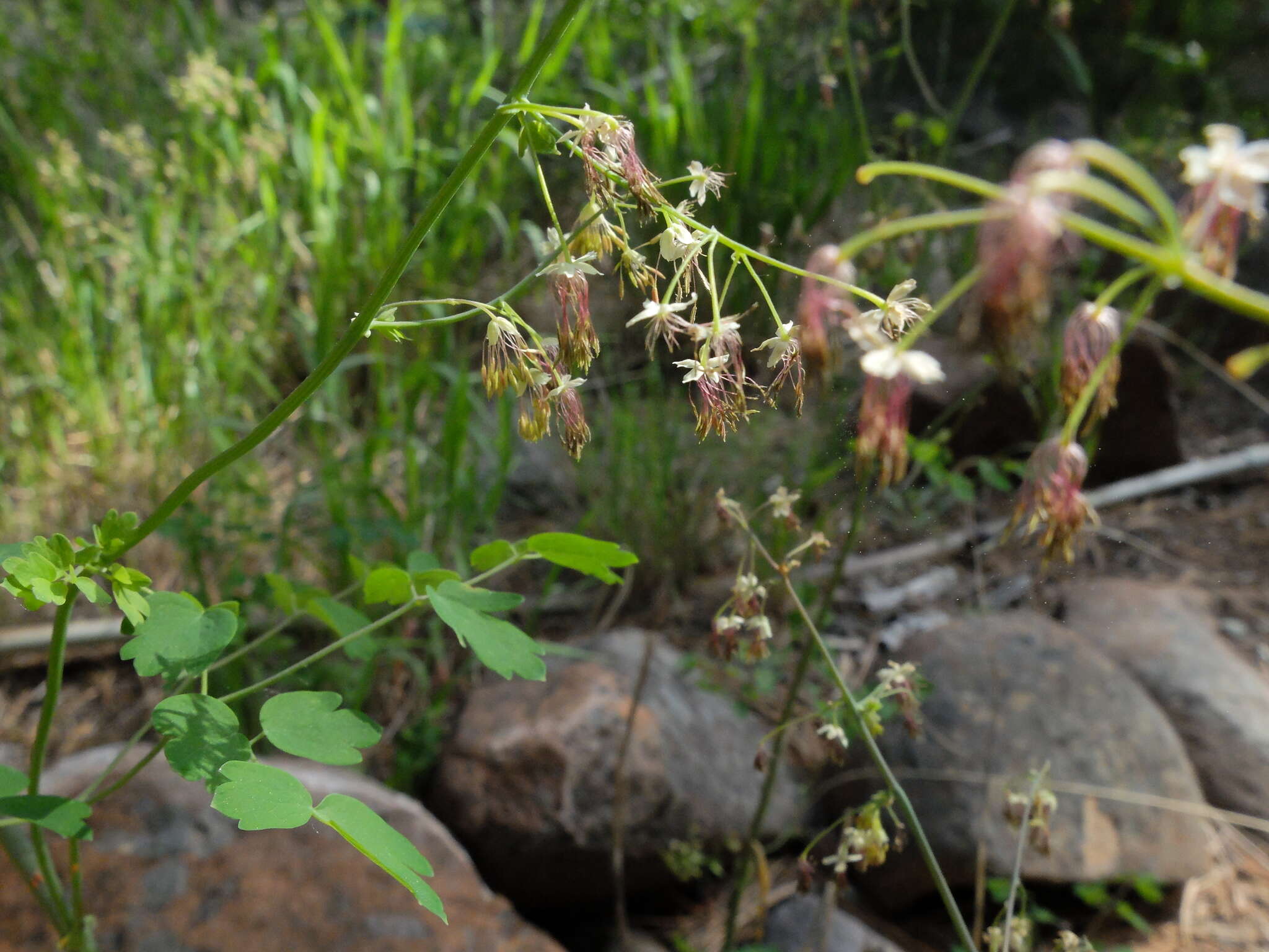 Image of Fendler's meadow-rue