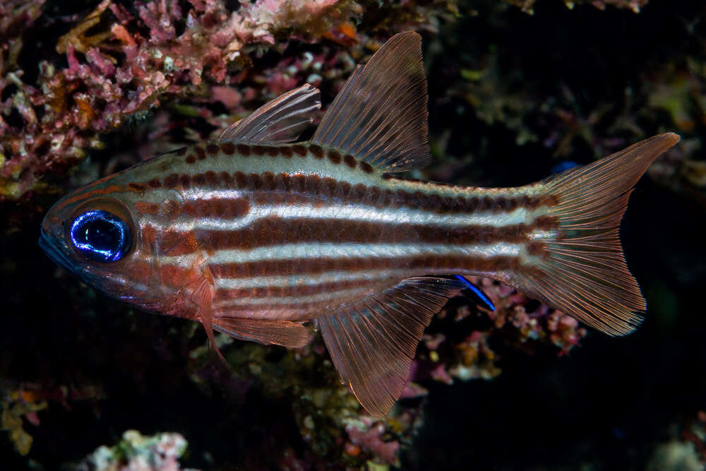 Image of Blue-eye cardinalfish