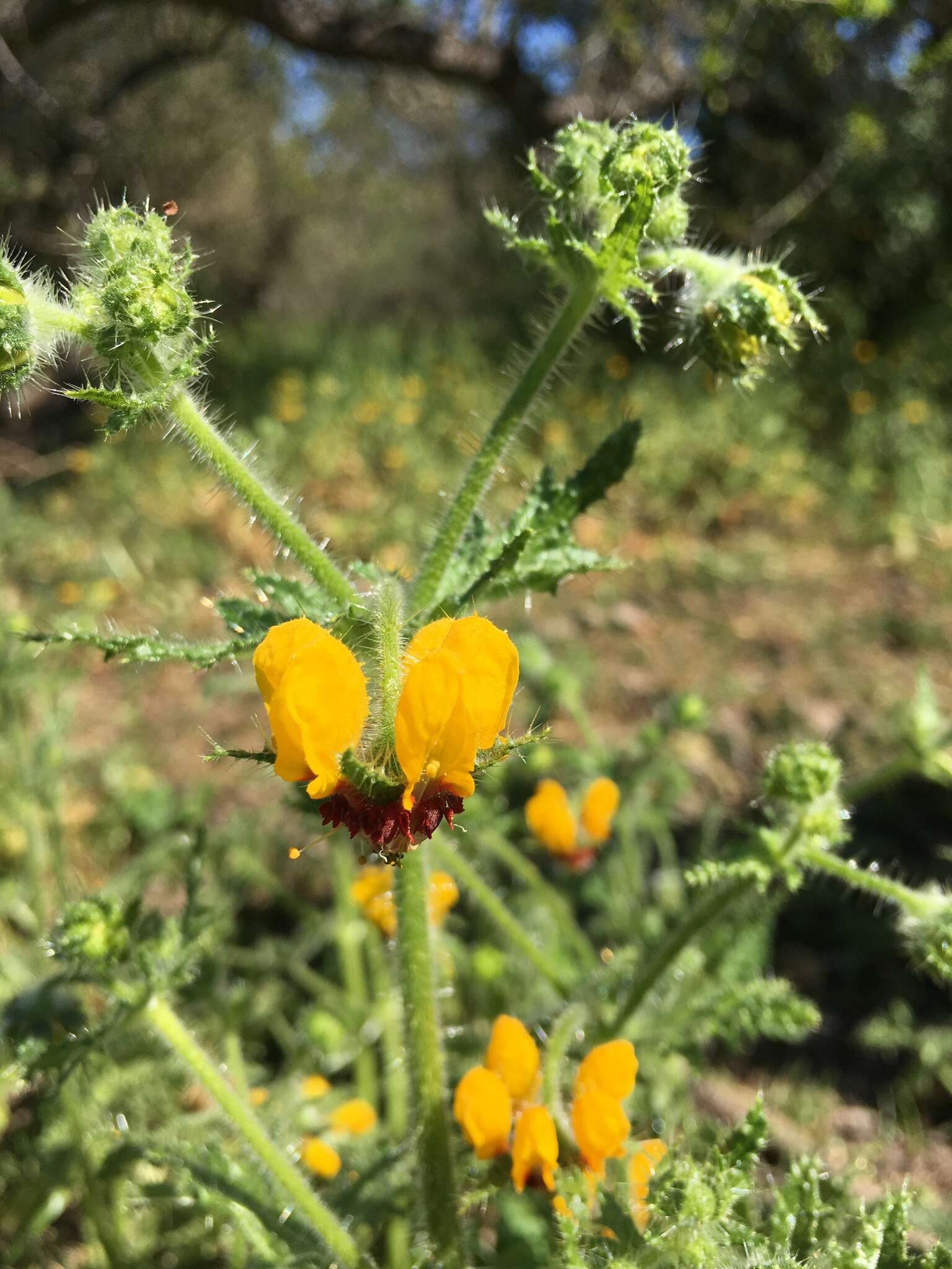 Image of Loasa tricolor Weinm.