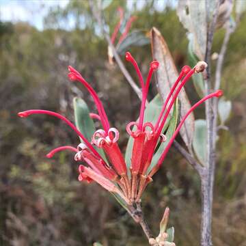 Image of Red Spider Flower