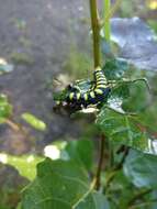 Acronicta alni Linnaeus 1767 resmi