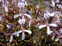 Image of Pelargonium spinosum Willd.