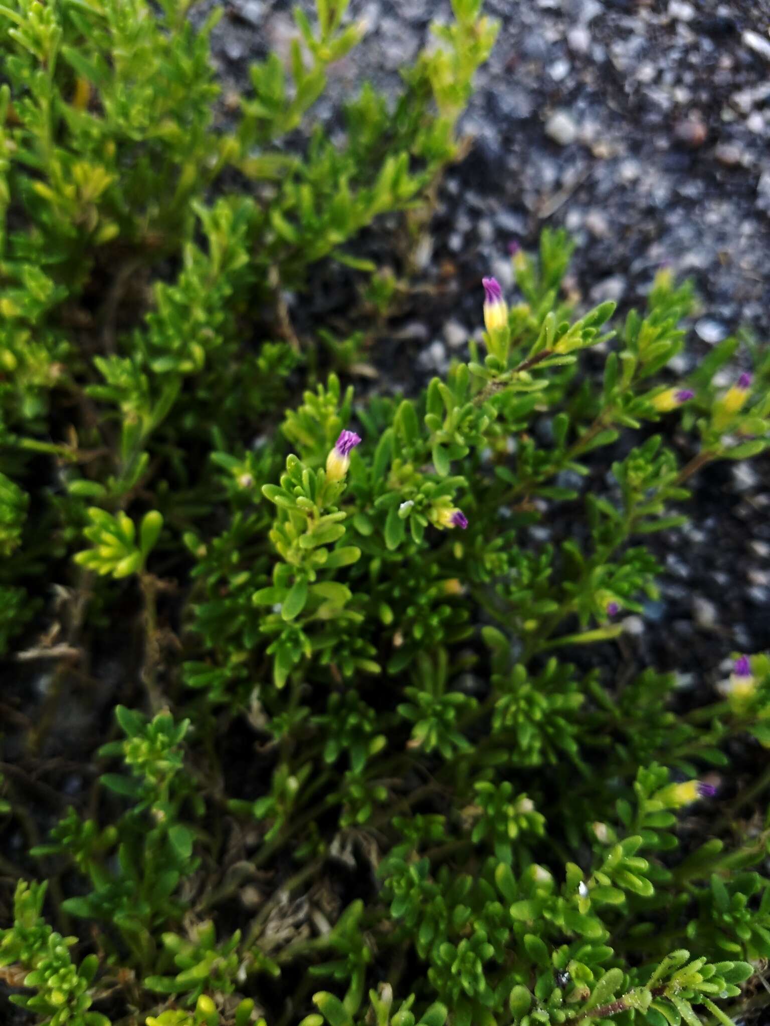 Image of seaside petunia