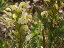 Image de Pedicularis parryi A. Gray