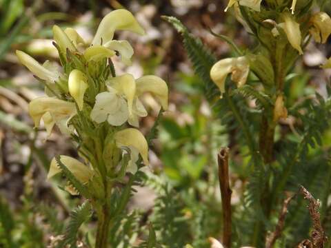 Image de Pedicularis parryi A. Gray