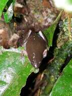 Image of Bassler's humming frog