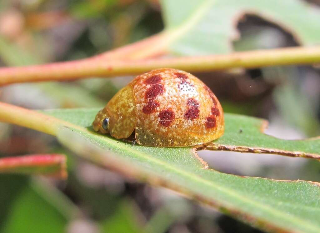 Imagem de <i>Paropsis obsoleta</i>