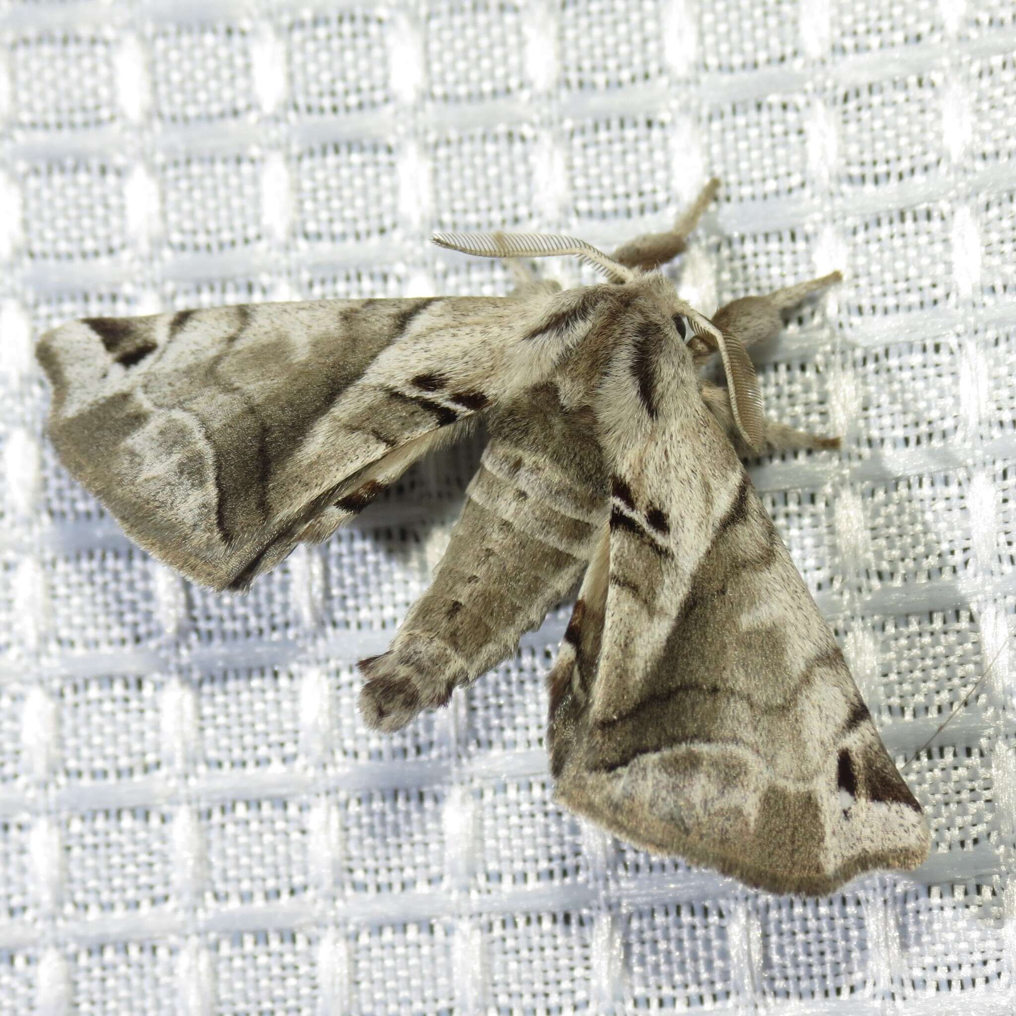 Image of Pudefacted Apatelodes Moth