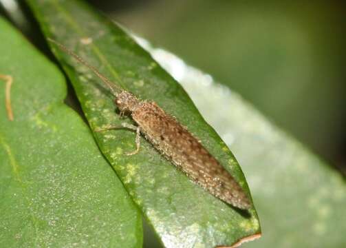 Слика од Micromus tasmaniae (Walker 1860)