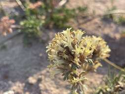 Sivun Ipomopsis spicata subsp. tridactyla (Rydb.) D. Wilken & R. L. Hartman kuva