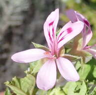 Image of Pelargonium pseudoglutinosum Knuth