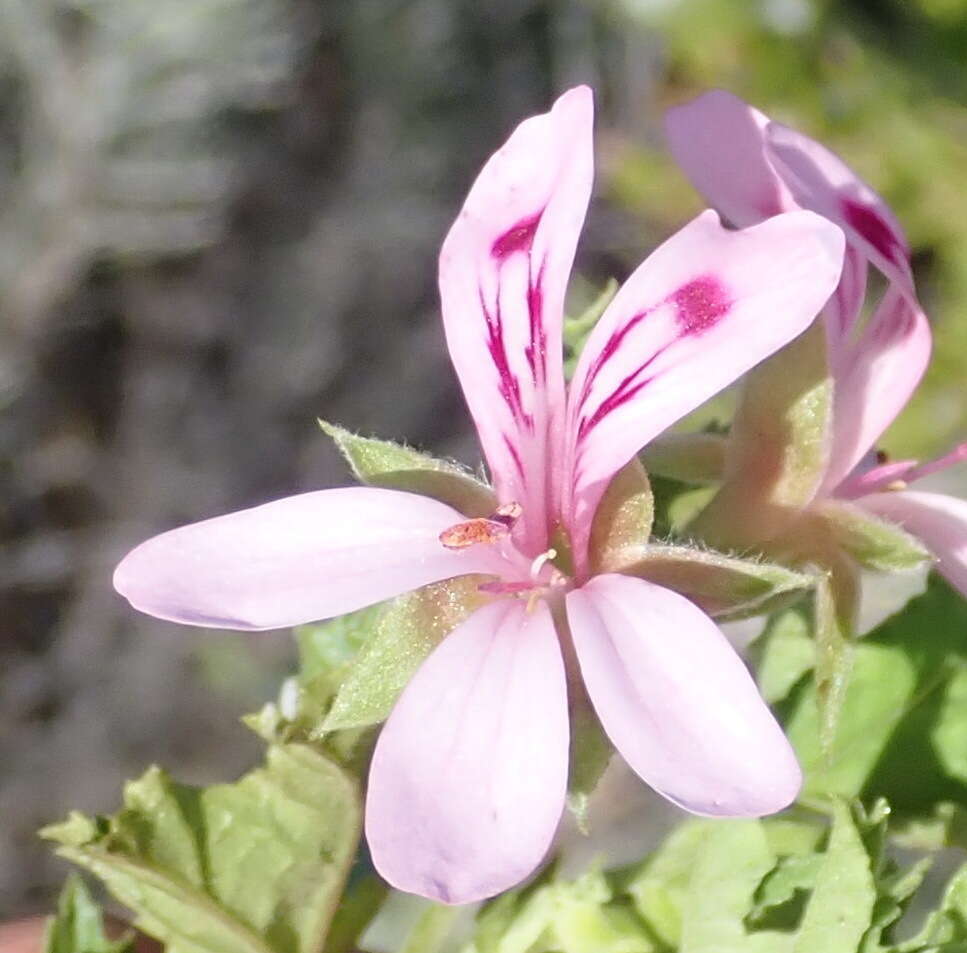 Image of Pelargonium pseudoglutinosum Knuth