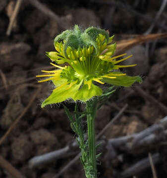 Image of Nigella ciliaris DC.