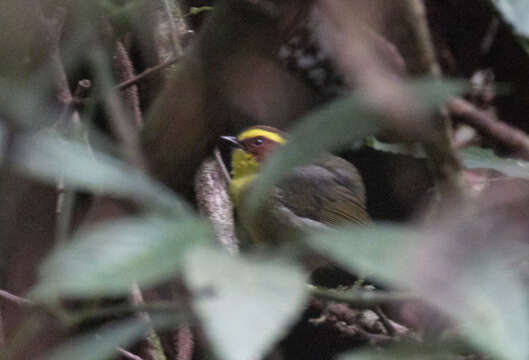 Image of Golden-browed Warbler