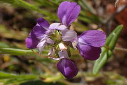 صورة Collinsia concolor Greene.