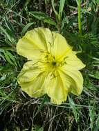 Oenothera macrocarpa Nutt. resmi