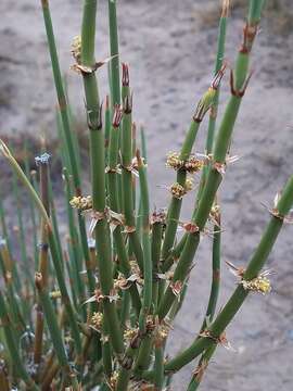 Image of Ephedra ochreata Miers