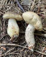 Image of Retiboletus vinaceipes B. Ortiz, Lodge & T. J. Baroni 2007