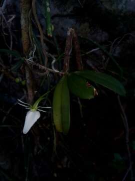 Image of Neobathiea grandidierana (Rchb. fil.) Garay