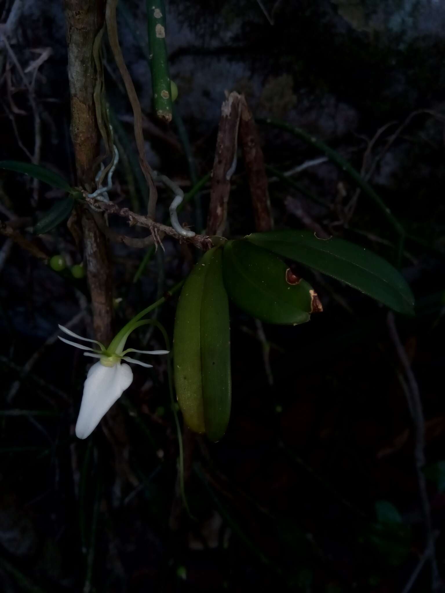 Imagem de Neobathiea grandidierana (Rchb. fil.) Garay