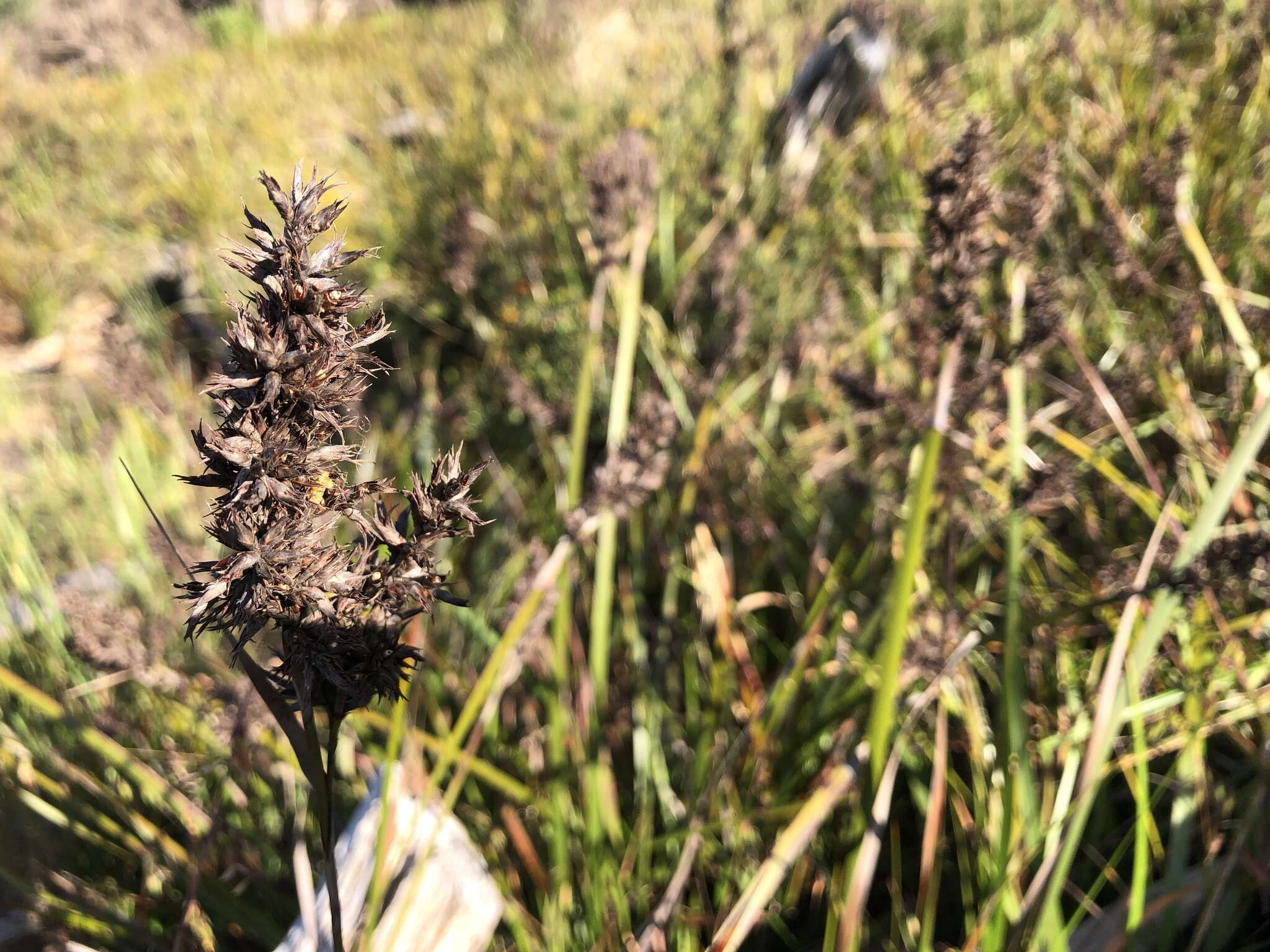 Image of Lepidosperma sieberi Kunth