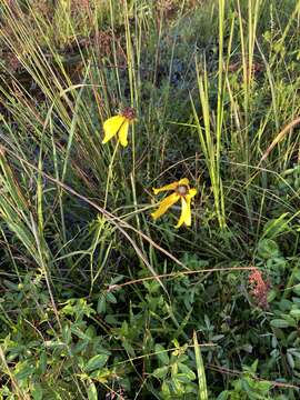 Image of Mohr's Coneflower