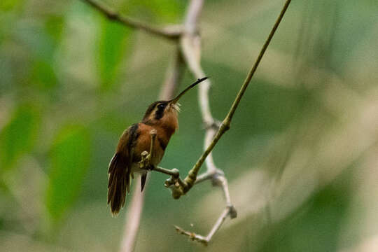 Phaethornis ruber (Linnaeus 1758) resmi