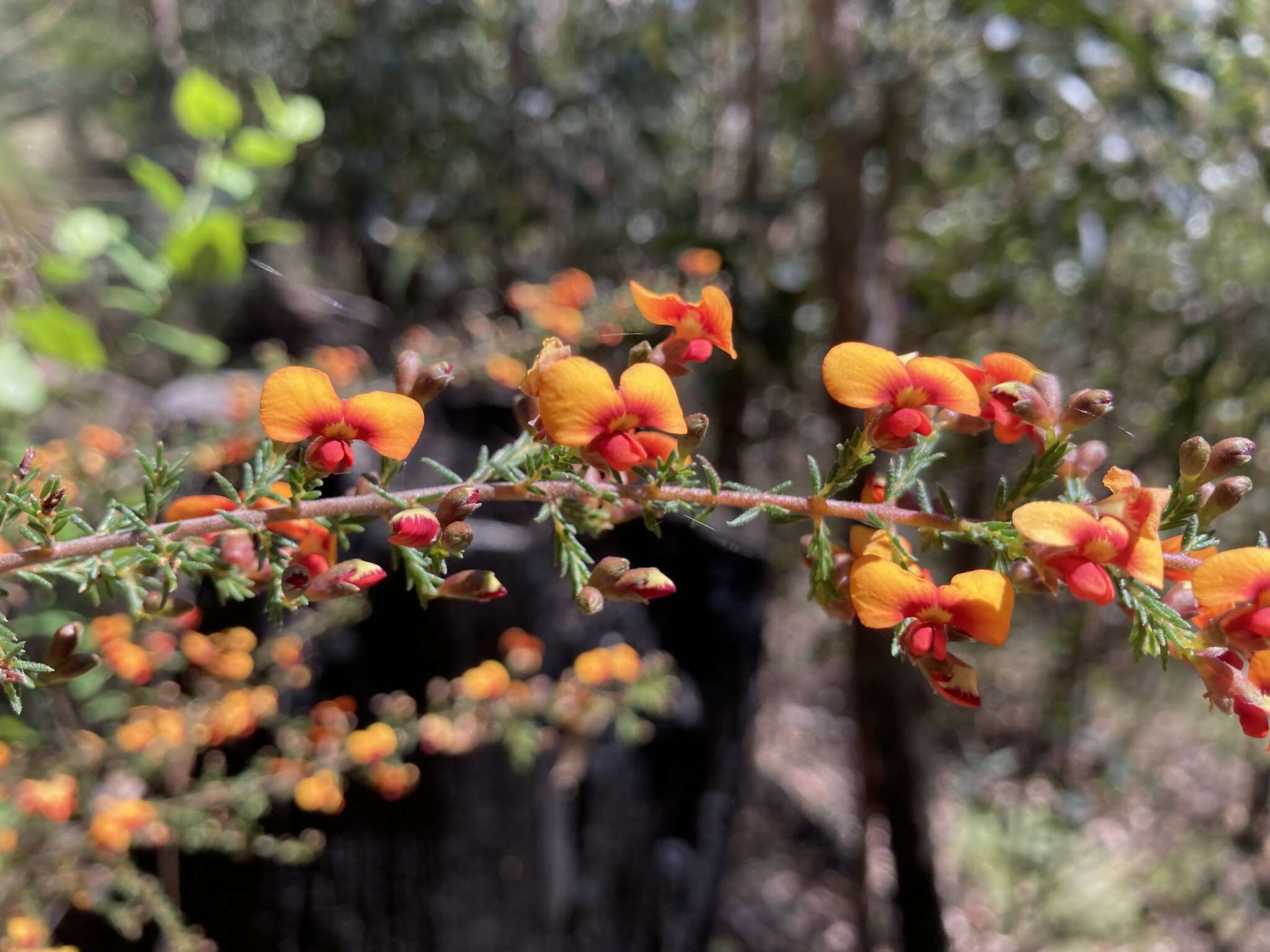 صورة Dillwynia phylicoides A. Cunn.