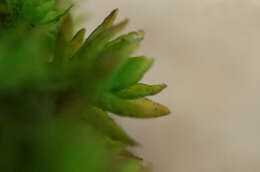 Image of <i>Nyholmiella obtusifolia</i>
