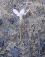 صورة Dianthus thunbergii Hooper