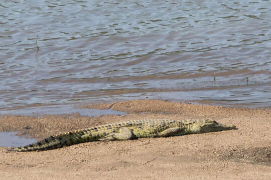 Image of Nile crocodile