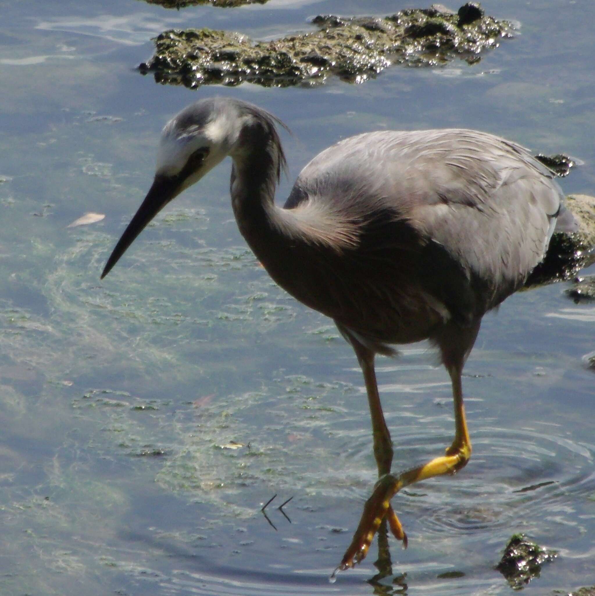 Image of Egretta novaehollandiae novaehollandiae