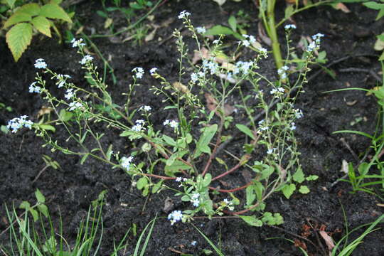 Imagem de Myosotis laxa subsp. cespitosa (C. F. Schultz) Nordh.