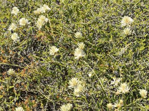 Image of Ptilotus divaricatus (Gaudich.) F. Müll.