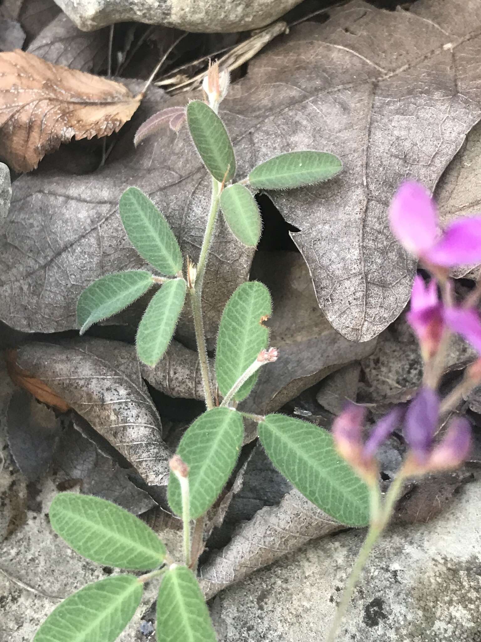 Слика од Lespedeza texana Britton