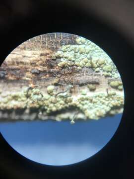 Image of needle lichen