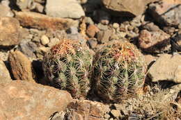 Image of Thelocactus bicolor subsp. schwarzii (Backeb.) N. P. Taylor
