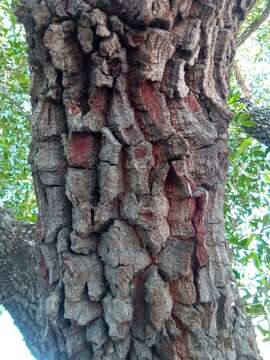 Image of Tapia tree