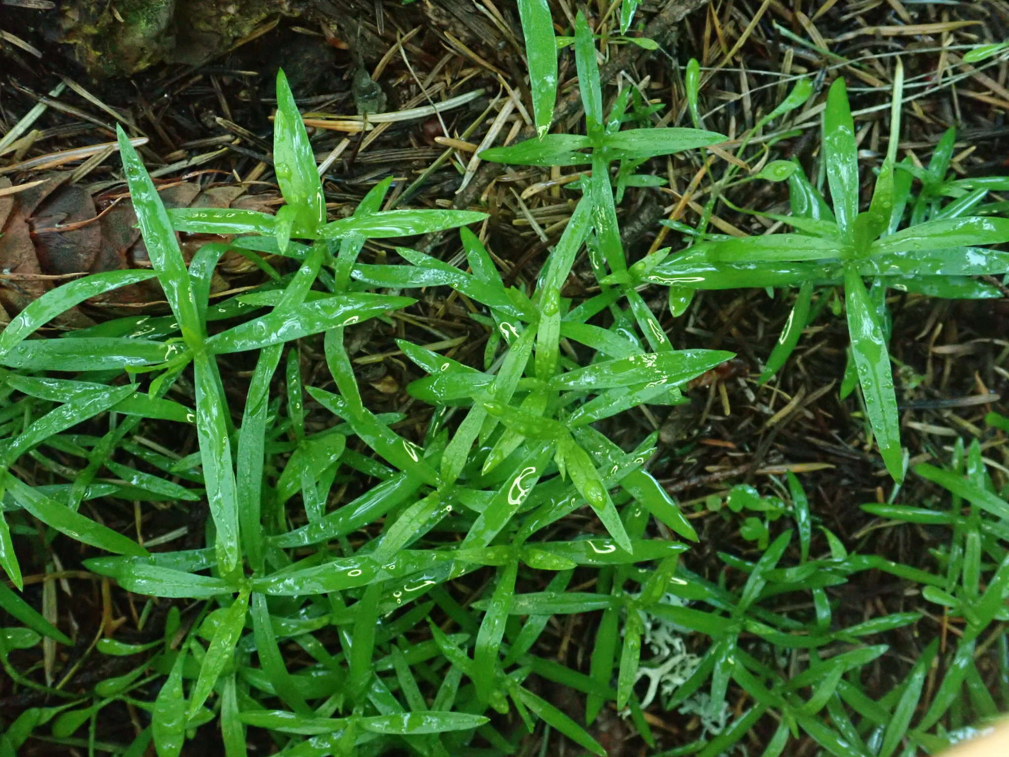 Слика од Moehringia macrophylla (Hook.) Fenzl